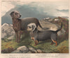 DOGS. Bedlington Terrier. 