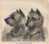 DOGS. Dr. Mark's Kate and Badger 1881 old antique vintage print picture