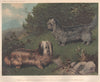 DOGS. Skye Terriers; 