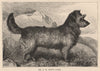 DOGS. Mr. A.M. Shaw's Flora 1881 old antique vintage print picture