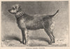 DOGS. Airedale Terrier, Thunder 1881 old antique vintage print picture