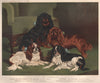 DOGS. Toy Spaniels; 