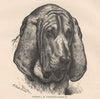 DOGS. Captain J.W. Clayton's Luath XI 1881 old antique vintage print picture
