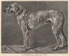 DOGS. Mr. Graham's Irish Wolfhound 