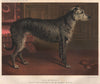 DOGS. Deerhound; 
