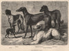 GREYHOUND FAMILY. Italian, Persian & English. Siberian Wolfhound. Deerhound 1881