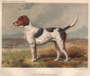 DOGS. Foxhound. (Archer) 1881 old antique vintage print picture