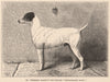 DOGS. Mr. Theodore Bassett's Fox-Terrier 