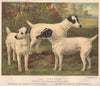 DOGS. Fox Terriers; 