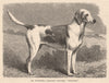 DOGS. Mr. Churchill Langdon's Harrier, 
