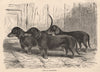 DOGS. Group of Dachshunds 1881 old antique vintage print picture