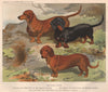 DOGS. Dachshunds; Festus 1881 old antique vintage print picture