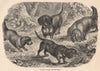 DOGS. Rough-Coated Dachshunds 1881 old antique vintage print picture