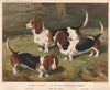 DOGS. Basset Hounds 1881 old antique vintage print picture