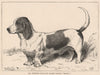 DOGS. Mr. Everett Millais's Basset Hound 