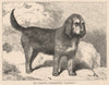 DOGS. Mr. Carrick's Otter-Hound, 
