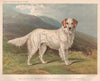 DOGS. English Setter, 