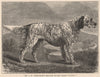 DOGS. Mr. J.H. Shorthose's English Setter Bitch 