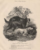 DOGS. Setters in 1805. Three leading varieties 1881 old antique print picture