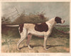 DOGS. Mr. R.T. Lloyd Price's Pointer 