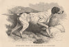 DOGS. Pointer Bitch 