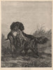 DOGS. Flat-coated Retriever 1881 old antique vintage print picture