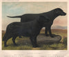 DOGS. Retrievers; Wavy Coated; 