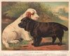 DOGS. Field Spaniels; Clumber Spaniel; Sussex Spaniel; 