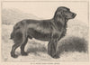 DOGS. Mr. T. Jacobs's Black Spaniel, Kaffir 1881 old antique print picture