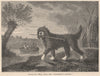 DOGS. Water-Dog (1803), from The 