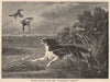 DOGS. Water Spaniel, from The 