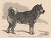 DOGS. Esquimaux Dog 