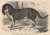 DOGS. Swedish Beagle 