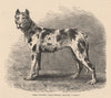 DOGS. Herr Wuster's Tiger German Mastiff, 