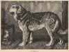 DOGS. The Leonberg Dog 1881 old antique vintage print picture