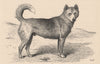 DOGS. Dingo 