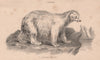 Polar bear (Ursus maritimus) 1880 old antique vintage print picture