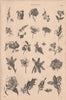 Botany. Types of flower I 1880 old antique vintage print picture