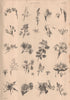 Botany. Types of flower II 1880 old antique vintage print picture