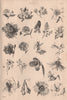 Botany. Types of flower III 1880 old antique vintage print picture