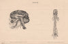 HUMAN BRAIN. Brain & Cerebral Nerves. Spinal Cord & Nerves 1880 old print