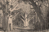 Primeval forest at Fazogl. Africa 1885 old antique vintage print picture