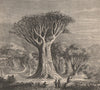 Dracaena draco, Canary Islands dragon tree, Icod de los Vinos, Tenerife 1885