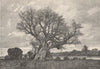 Baobab on the Kotubadinta (Niger?) River, South-West of Bamako. Mali 1885