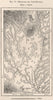 Magelang & Borobudur (Barabudur) Java, Indonesia. East Indies 1885 old map
