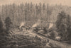 Victoria scenery - forest near Fernshawe, NE of Melbourne. Australia 1885