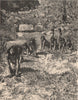 The game of Wolf and Bear. USA. Native Americans 1885 old antique print