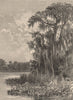 Banks of the Silver Spring, Florida 1885 old antique vintage print picture