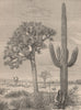 Arizona landscape - Wax Cactus and Yuccas 1885 old antique print picture
