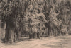 The Montezuma cypress trees in Bosque de Chapultepec in Mexico city 1885 print